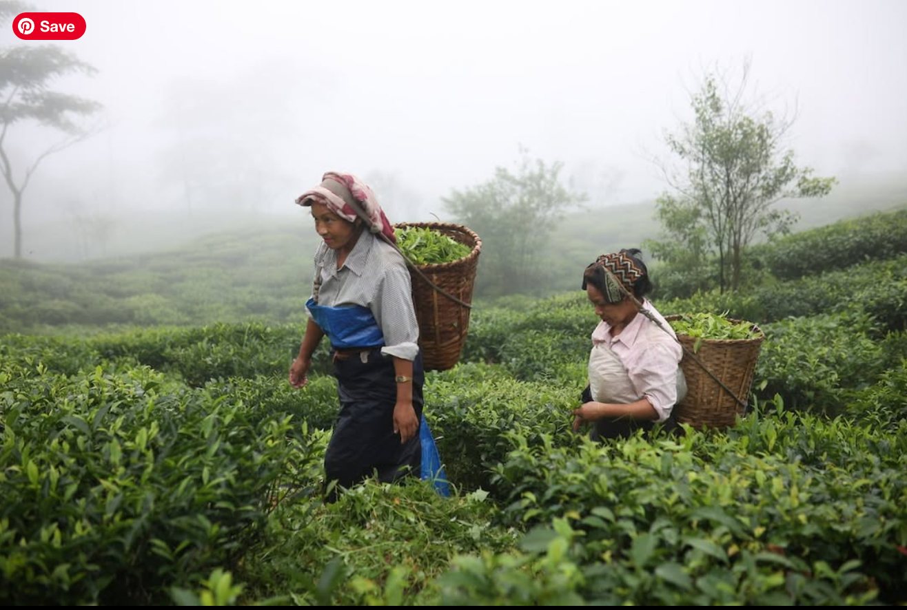 People working amongst green organic herb crops